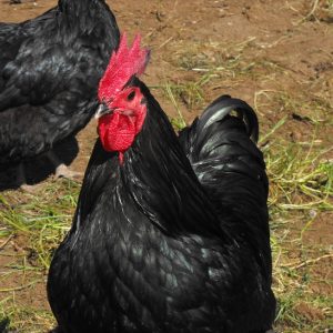 purebred black australorps standard/show type