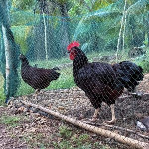 purebred rhode island reds standard type